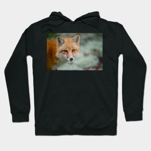 Red Fox Hoodie